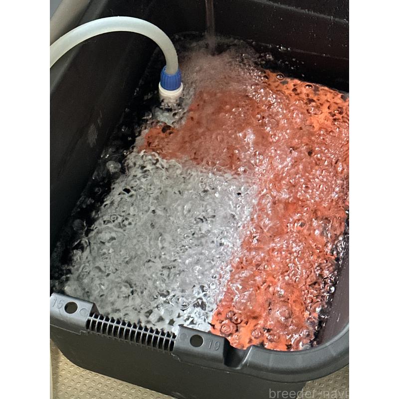 三角良子ブリーダーの詳細