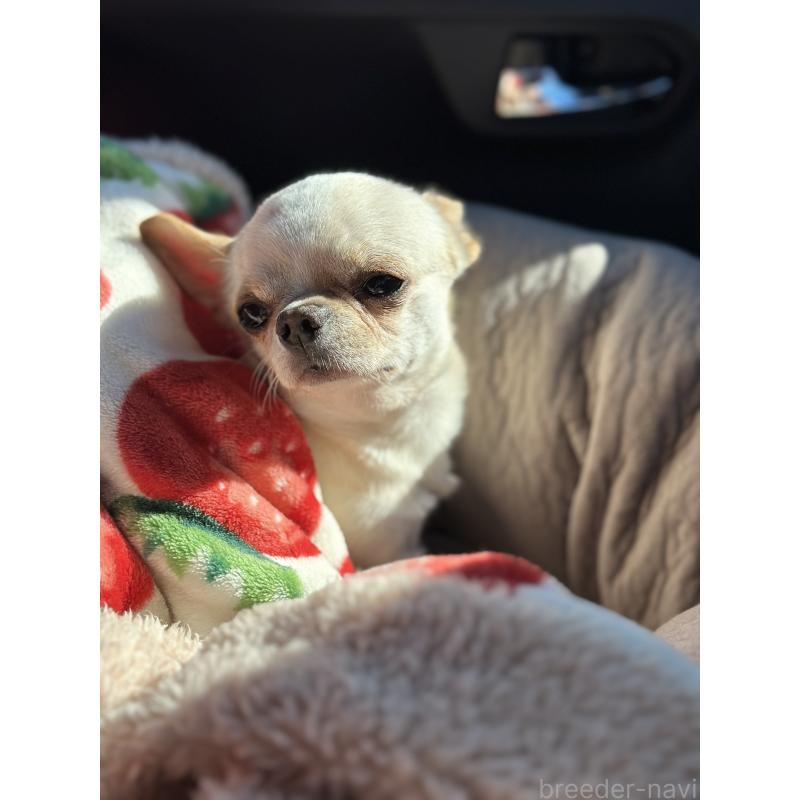 三角良子ブリーダーの詳細