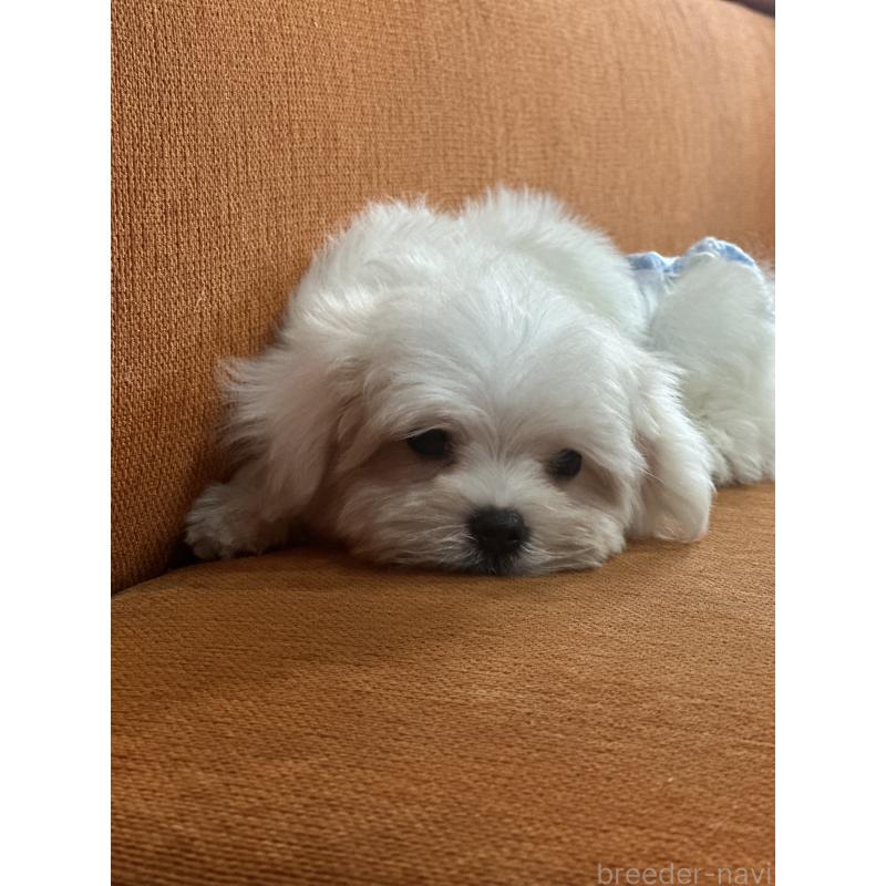 三角良子ブリーダーの詳細