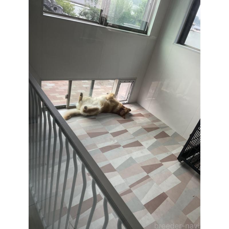 金本薫ブリーダーの詳細