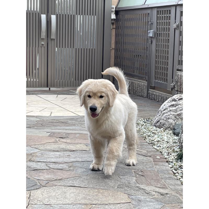 金本薫ブリーダーの詳細の1枚目