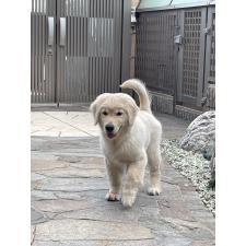 金本薫ブリーダー