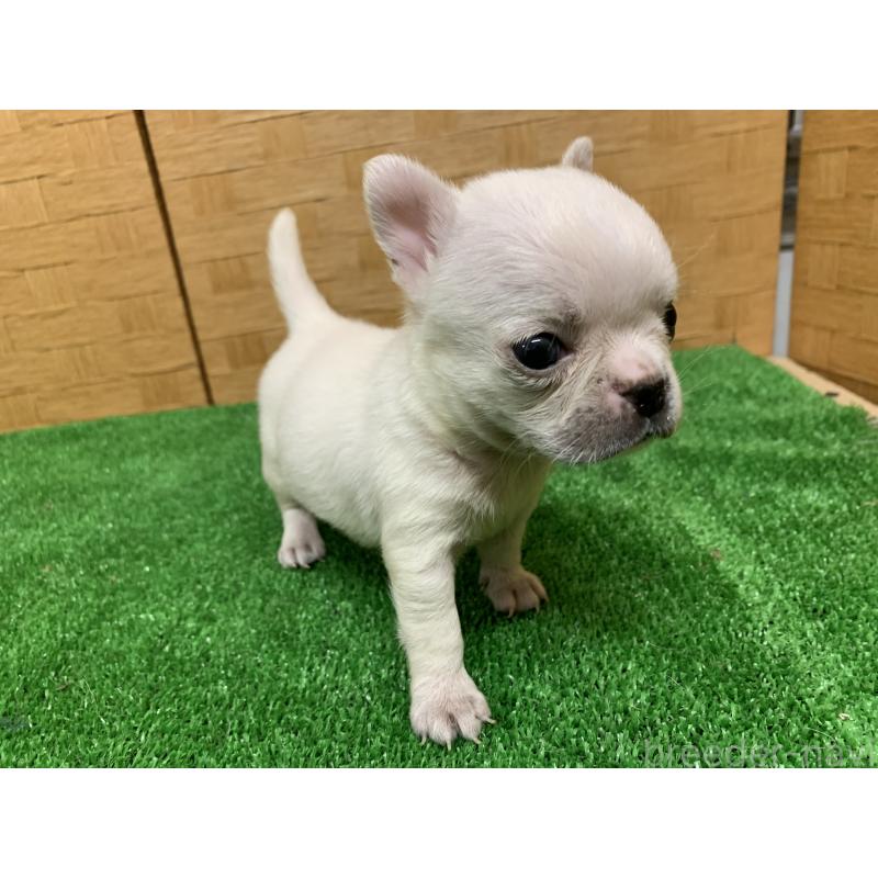 成約済の福岡県のミックス犬-435849の4枚目