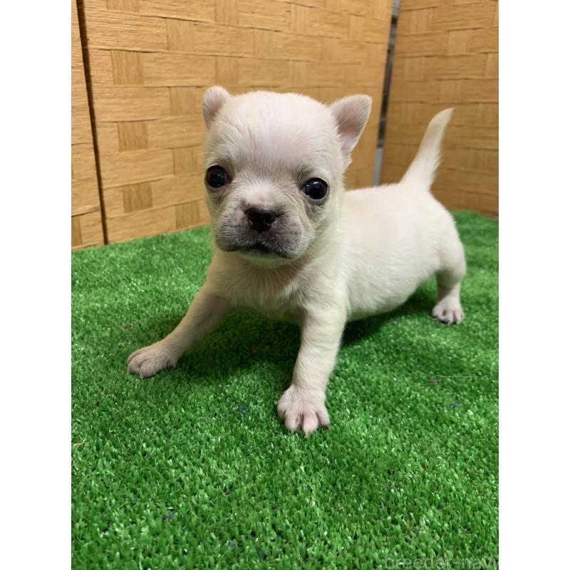 成約済の福岡県のミックス犬-435849の3枚目