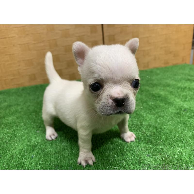 成約済の福岡県のミックス犬-435849の2枚目