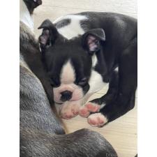 ♀︎ボストンテリア