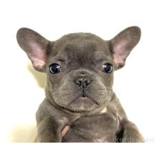 ♀︎フレンチブルドッグ