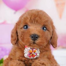 ♀︎トイプードル