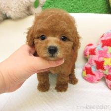 トイプードルの子犬