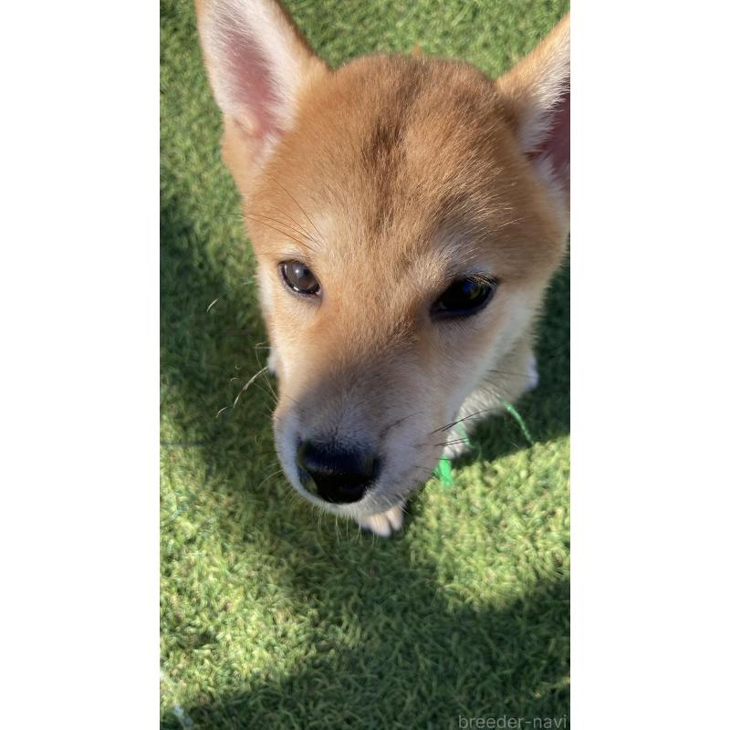 成約済の熊本県の柴犬-401019の2枚目