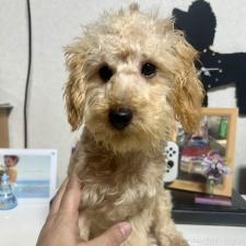 ♀︎トイプードル