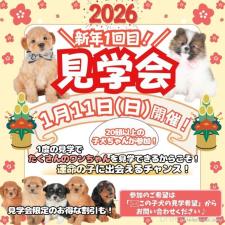 斎藤杏菜ブリーダー