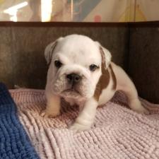 ♀︎ブルドッグ