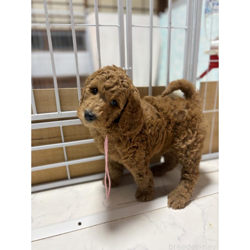 成約済の茨城県のスタンダードプードル-433635の6枚目