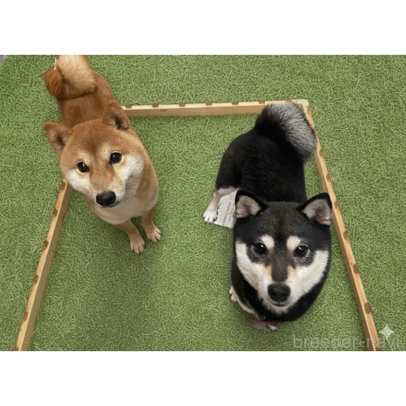 杉谷知佳ブリーダーの詳細の1枚目