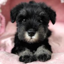 ♀︎ミニチュアシュナウザー