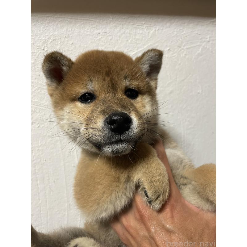 成約済の茨城県の柴犬-425872の5枚目