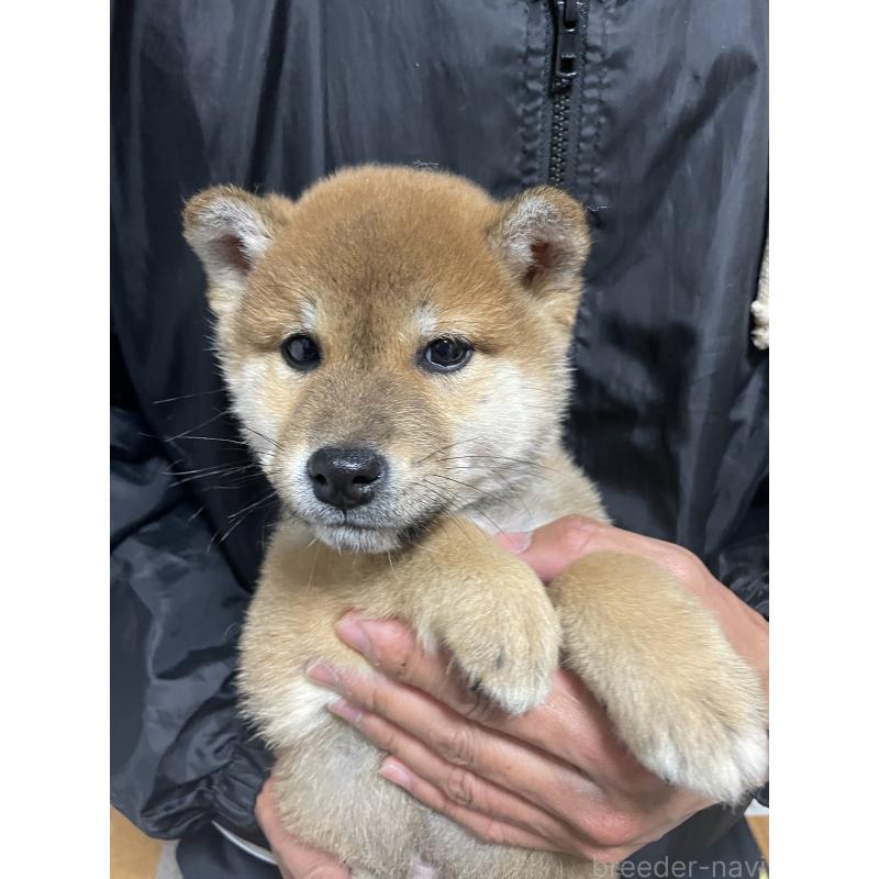 成約済の茨城県の柴犬-425872の4枚目