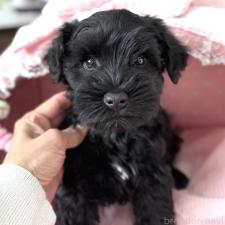 ♀︎ミニチュアシュナウザー