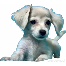 ♀︎チワックス:チワワ×ミニチュアダックスフンド