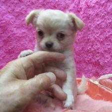 ♀︎チワワ(ロングコート)