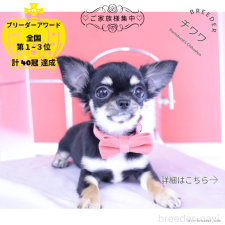 ♀︎チワワ(ロングコート)