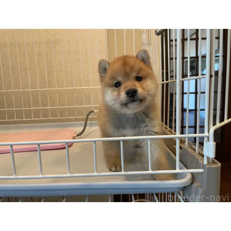 成約済の兵庫県の豆柴-436094の2枚目