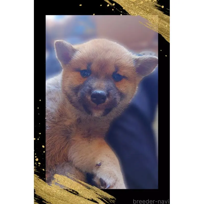 成約済の栃木県の柴犬-436062の5枚目