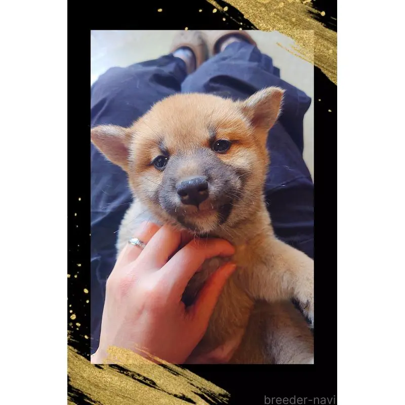 成約済の栃木県の柴犬-436062の4枚目