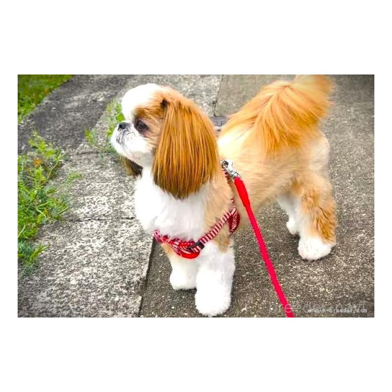 田端尚和ブリーダーの詳細