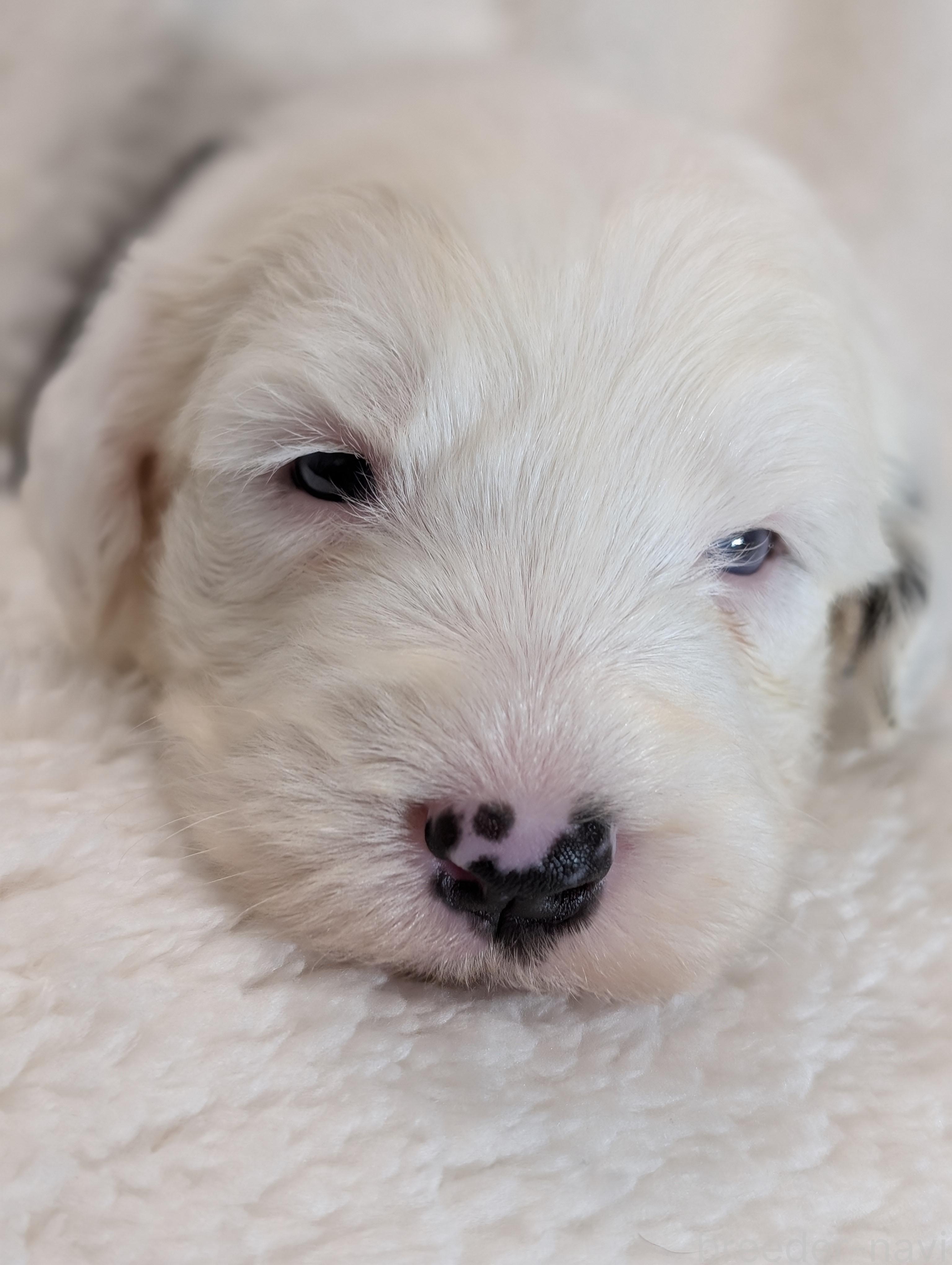 柿沼ブリーダー