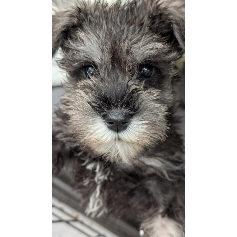 柿沼早苗ブリーダーの詳細