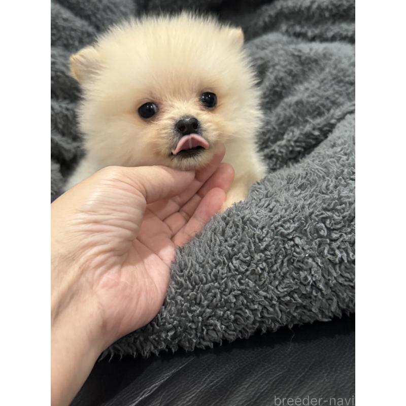 成約済の埼玉県のミックス犬-432883の8枚目