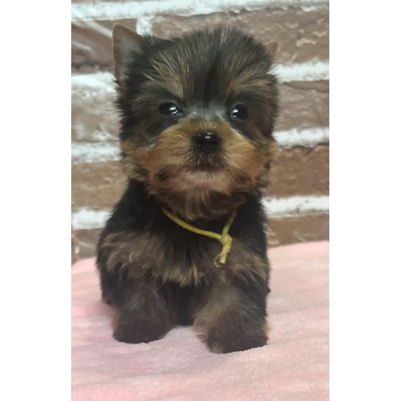 成約済の鹿児島県のヨークシャーテリア-435229の10枚目