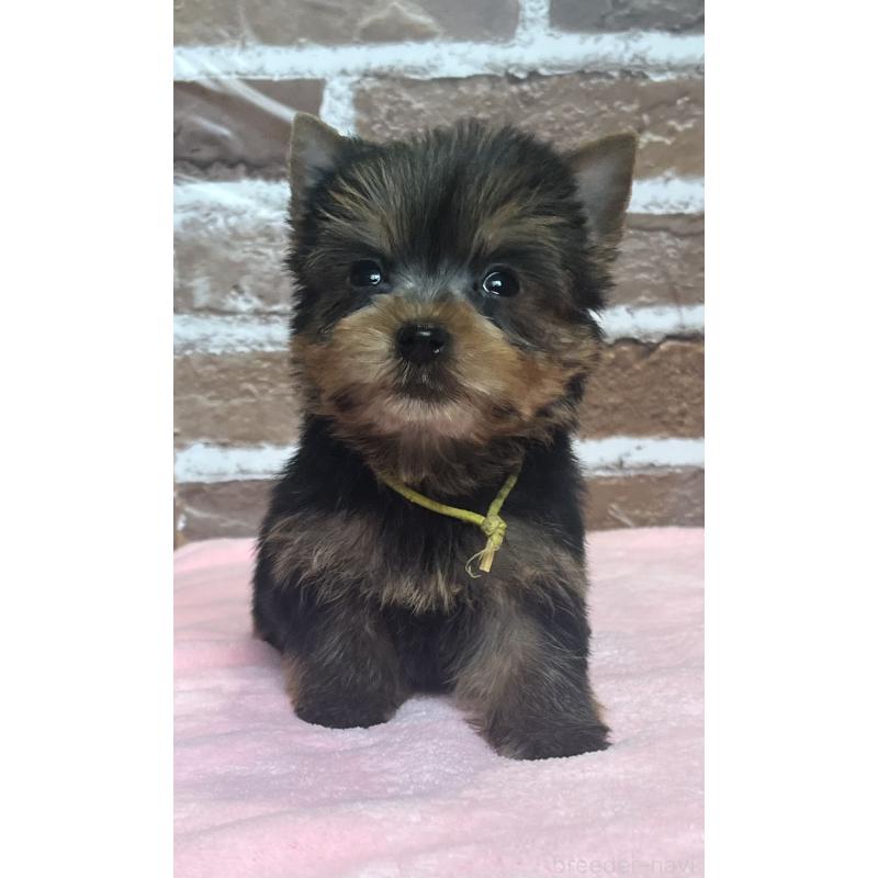 成約済の鹿児島県のヨークシャーテリア-435229の9枚目