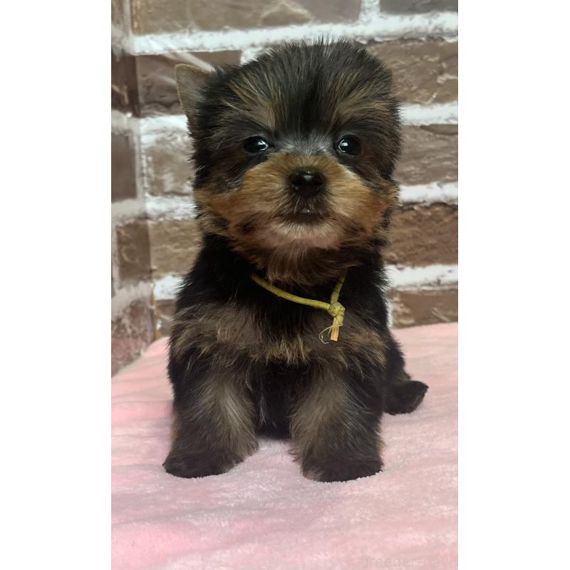 成約済の鹿児島県のヨークシャーテリア-435229の8枚目