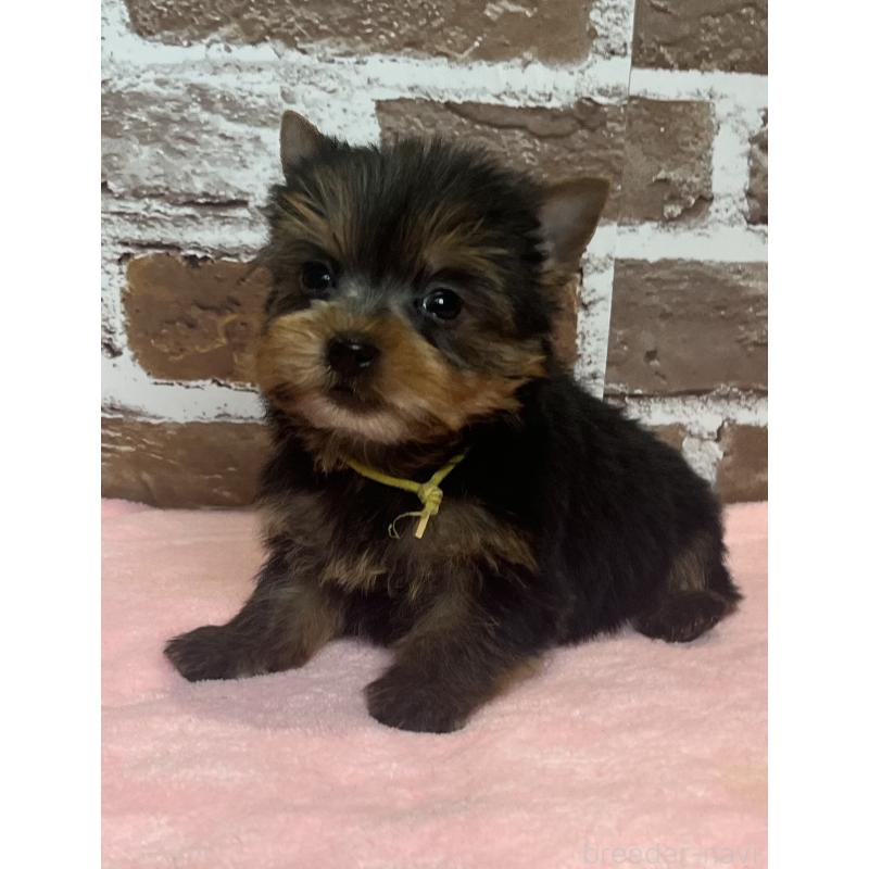 成約済の鹿児島県のヨークシャーテリア-435229の7枚目