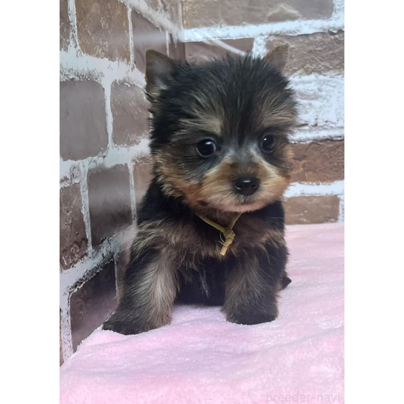 成約済の鹿児島県のヨークシャーテリア-435229の6枚目