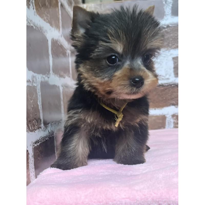 成約済の鹿児島県のヨークシャーテリア-435229の5枚目