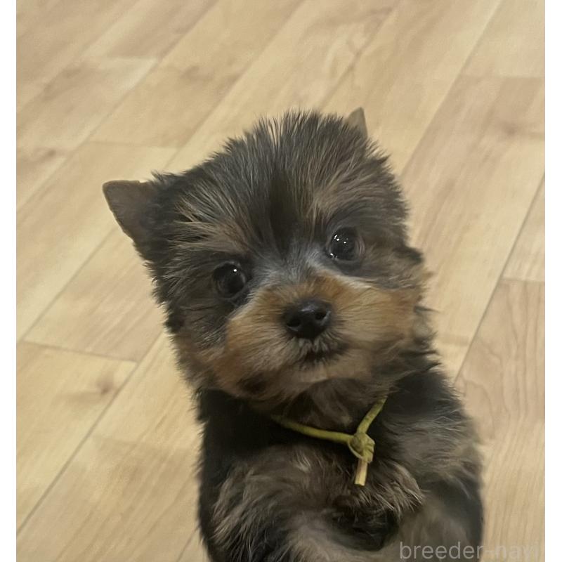 成約済の鹿児島県のヨークシャーテリア-435229の4枚目