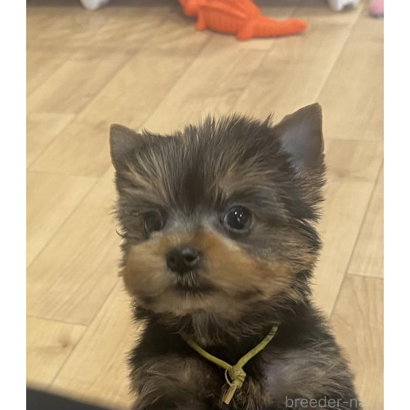 成約済の鹿児島県のヨークシャーテリア-435229の3枚目