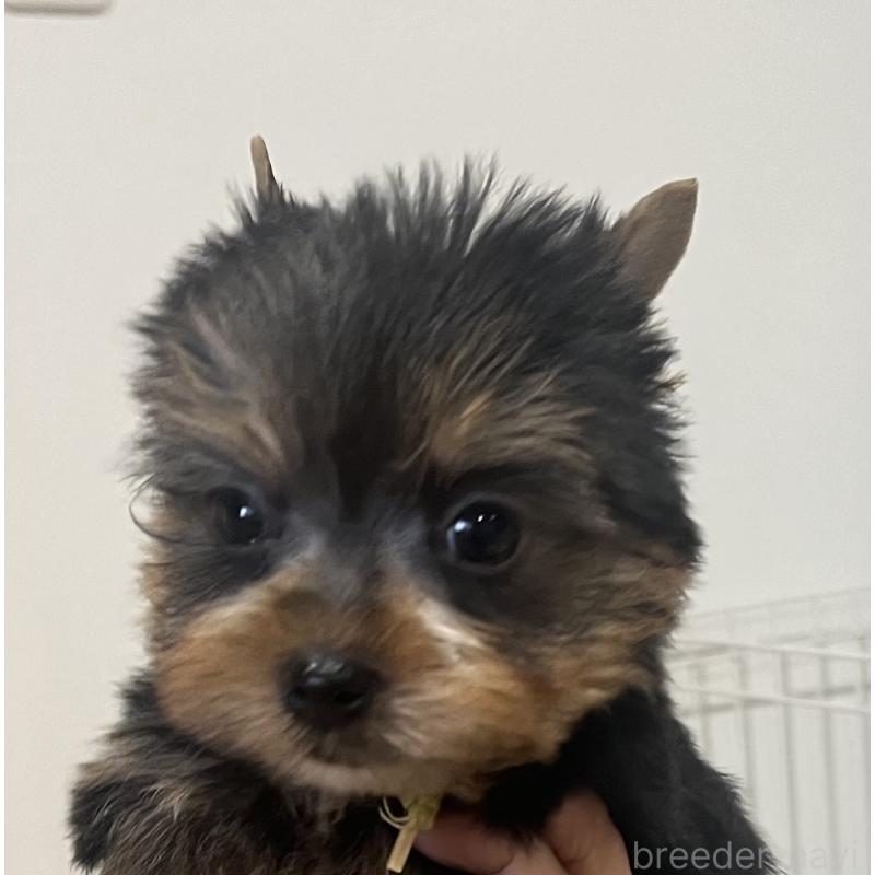 成約済の鹿児島県のヨークシャーテリア-435229の2枚目