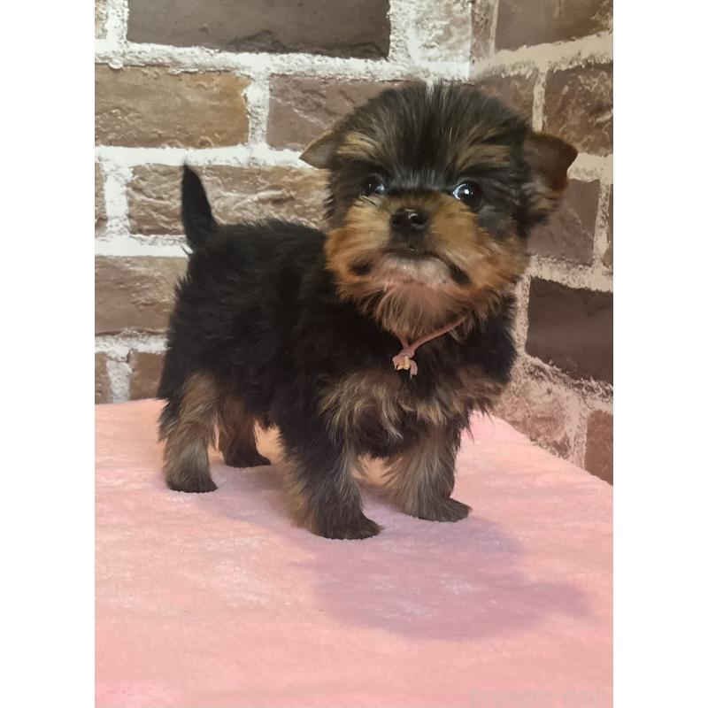 成約済の鹿児島県のヨークシャーテリア-435314の10枚目