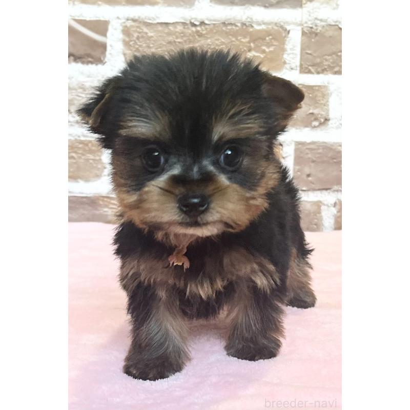 成約済の鹿児島県のヨークシャーテリア-435314の9枚目