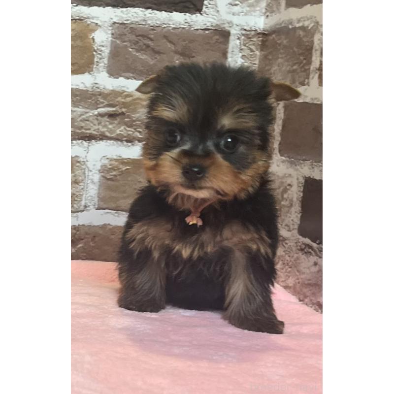 成約済の鹿児島県のヨークシャーテリア-435314の8枚目