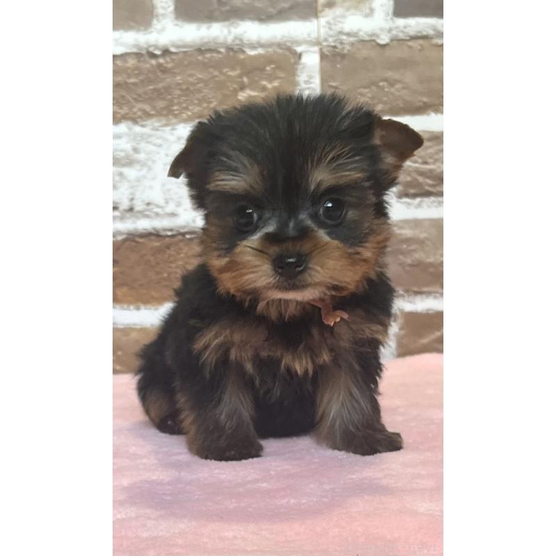 成約済の鹿児島県のヨークシャーテリア-435314の6枚目