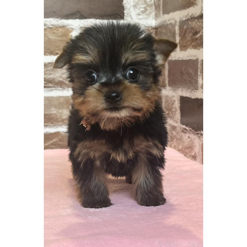 成約済の鹿児島県のヨークシャーテリア-435314の5枚目