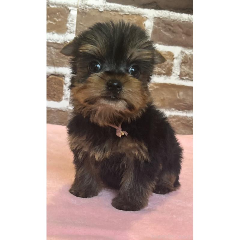 成約済の鹿児島県のヨークシャーテリア-435314の4枚目