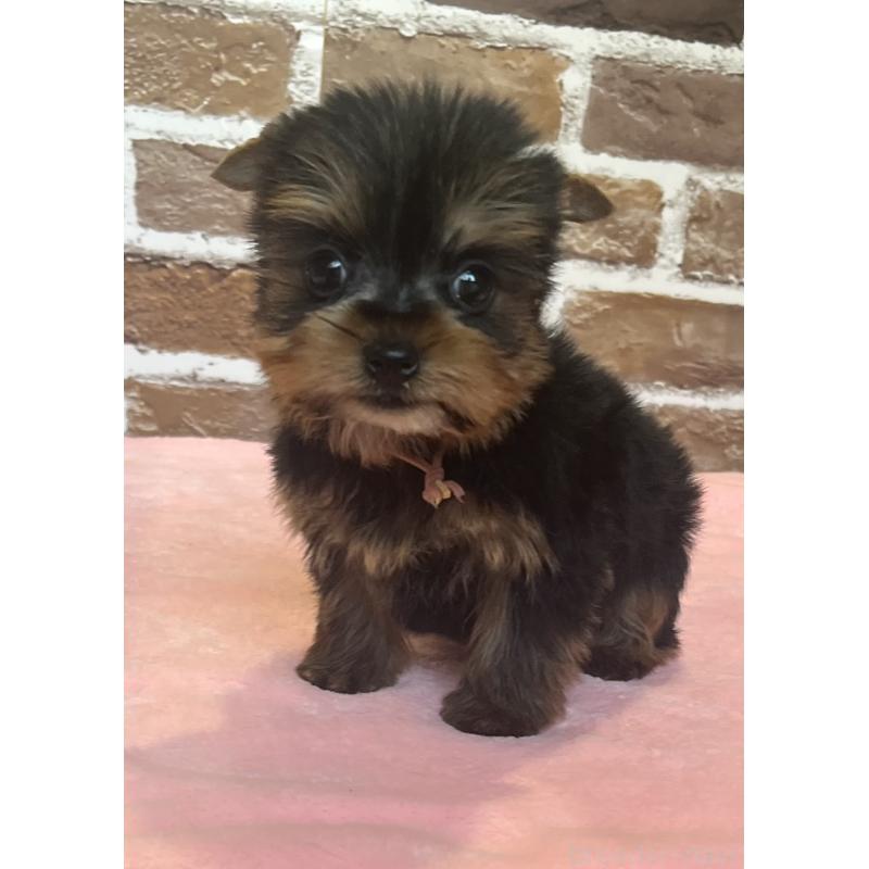 成約済の鹿児島県のヨークシャーテリア-435314の3枚目