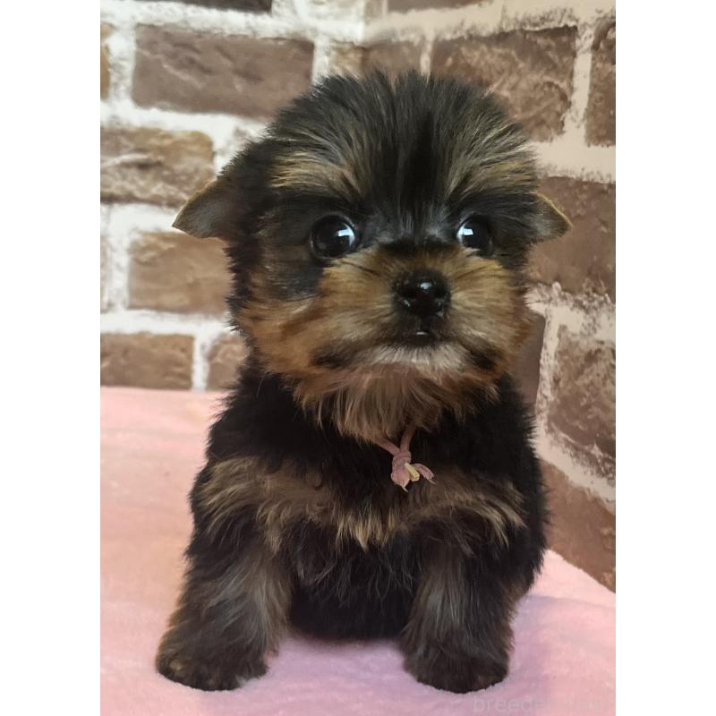 成約済の鹿児島県のヨークシャーテリア-435314の2枚目